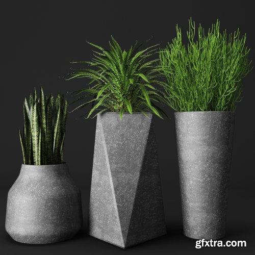 Set of concrete pots with plants