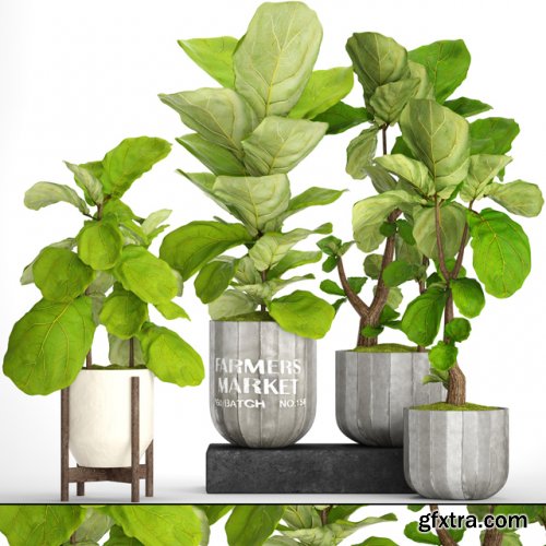 Plant set big ficus