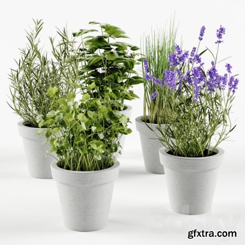 Herbs in concrete pots