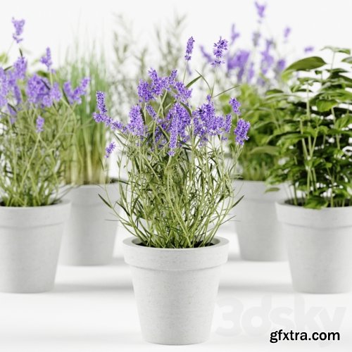 Herbs in concrete pots