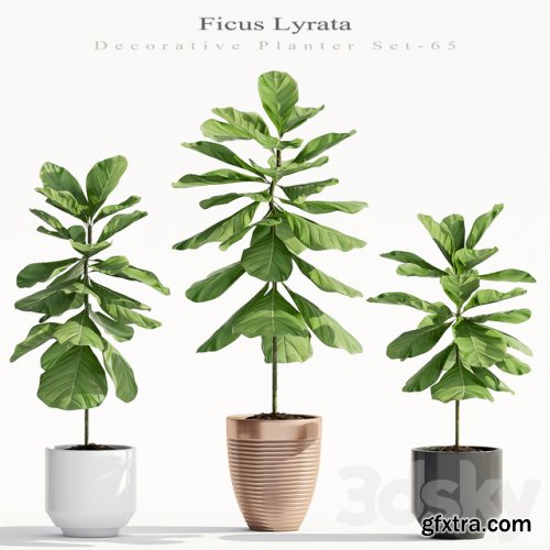 Ficus Lyrata (Plant 65)