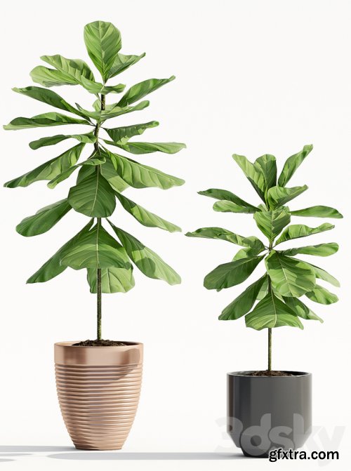 Ficus Lyrata (Plant 65)