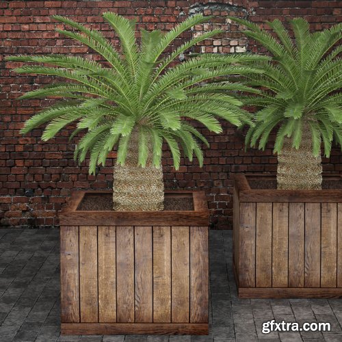 Cycas plant