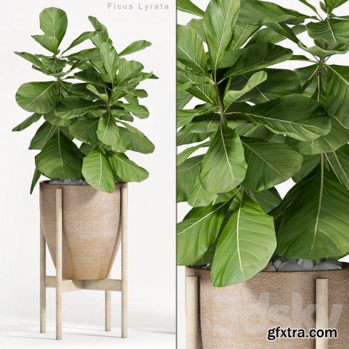 Ficus Lyrata (Plant 82)