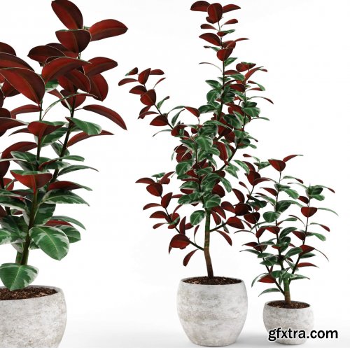 Plant ficus 16