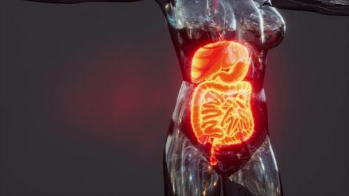 Videohive - Anatomy of Human Body with Digestive System - 36404910 - 36404910