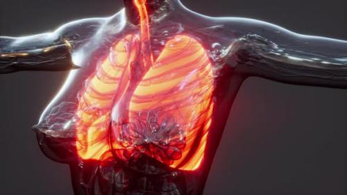 Videohive - Hologram of Inflamed Lungs in the Human Body - 36404936 - 36404936