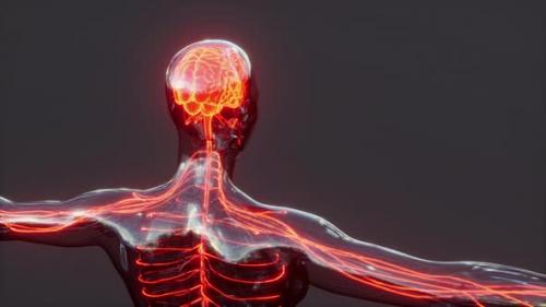 Videohive - Spinal Cord Nerve Energy Impulses Into Brain - 36404957 - 36404957