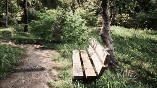 Videohive - Bench in the Summer Park with Old Trees and Footpath - 36405006 - 36405006