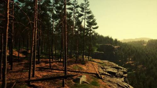 Videohive - Pine Forest on the Mountainside - 36405094 - 36405094
