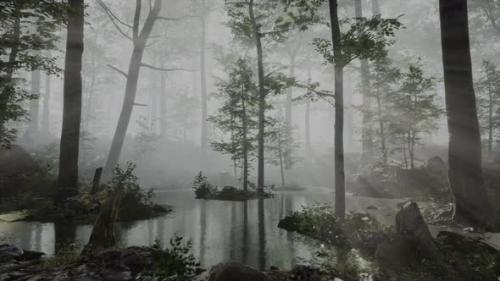 Videohive - Sun Light in the Fairy Foggy Forest - 36390484 - 36390484