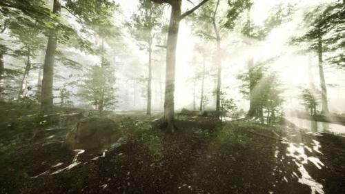 Videohive - Panoramic View of the Majestic Forest in a Morning Fog - 36390488 - 36390488