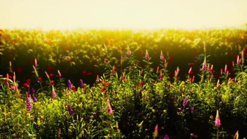 Videohive - Flowers on the Mountain Field During Sunrise in the Summer Time - 36390503 - 36390503