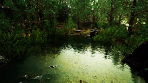 Videohive - Summer Forest Landscape with Green Deciduous Trees on the Bank of the Small Pond - 36390511 - 36390511