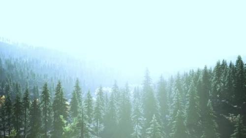 Videohive - Fir Trees on Meadow Between Hillsides with Conifer Forest in Fog - 36390530 - 36390530