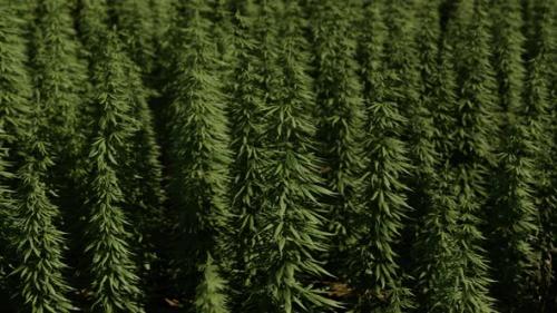 Videohive - Green Canabis on Marihuana Field Farm - 36390564 - 36390564