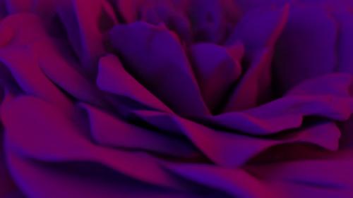 Videohive - Flower Background Rose Neon - 36404055 - 36404055