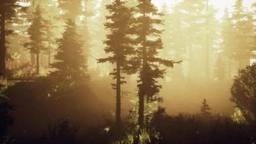 Videohive - Depth of Coniferous Forest with Magical Sunlight Passing Between the Trees - 36456782 - 36456782