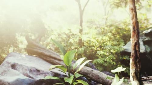 Videohive - Green Forest and Huts in a Misty Morning of Malaysia - 36456794 - 36456794