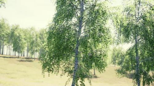 Videohive - Sun Shinning Throught Birch Forest - 36457008 - 36457008