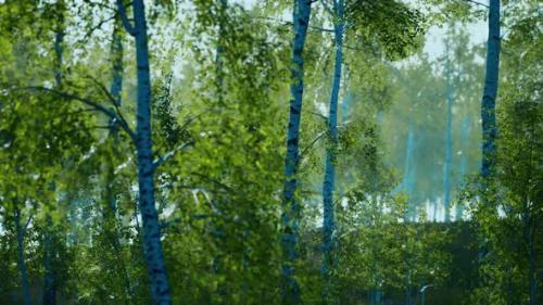 Videohive - Birch Grove By a Sunny Day - 36457026 - 36457026