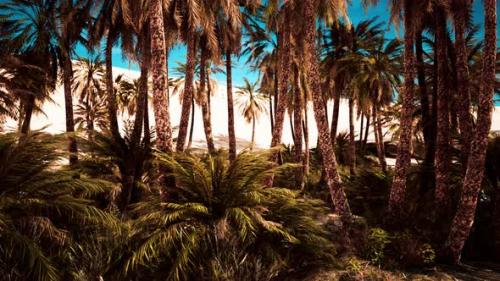 Videohive - Palm Trees and the Sand Dunes in Oasis - 36459484 - 36459484