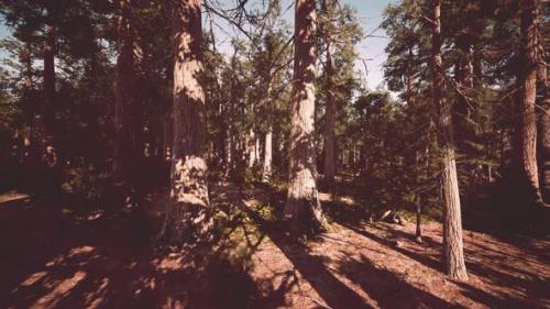 Videohive - Giant Sequoias Forest of Sequoia National Park in California Mountains - 36426415 - 36426415
