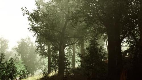 Videohive - Hyperlapse in a Summer Forest in Fog - 36525792 - 36525792