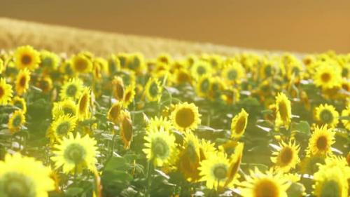 Videohive - Sunflower Field Bathed in Golden Light of the Setting Sun - 36553954 - 36553954