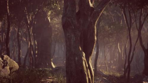 Videohive - Misty Morning in the Woods with Rays of Light in the Forest - 36553972 - 36553972