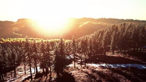 Videohive - Mountain Valley with Pine Forest Against the Distant Ridges - 36554146 - 36554146