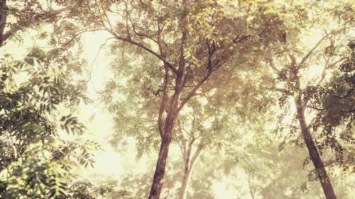 Videohive - Late Summer Sunlight Breaking Through the Trees - 36554042 - 36554042