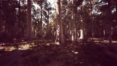 Videohive - Giant Sequoias Trees or Sierran Redwood Growing in the Forest - 36554059 - 36554059