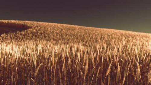 Videohive - Ripening Ears of Rye in a Field - 36554096 - 36554096