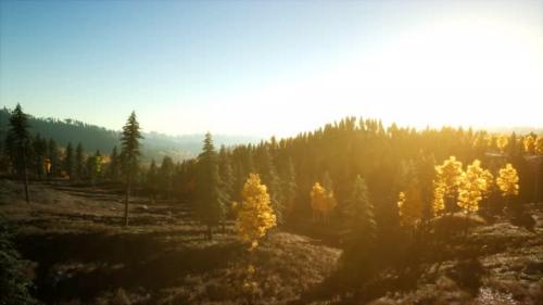 Videohive - Aerial View of the Beautiful Autumn Forest at Sunset with Green Pine Trees - 36632711 - 36632711