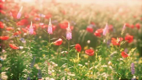 Videohive - View of Beautiful Cosmos Flower Field in Sunset Time - 36632725 - 36632725