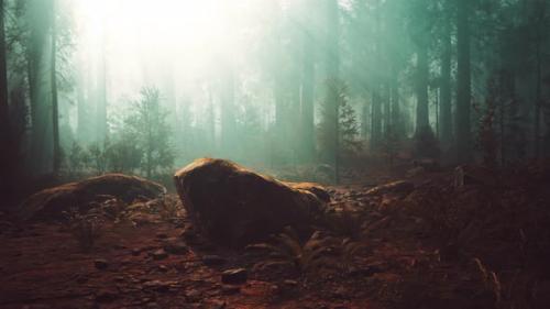 Videohive - Deep in the Forest on a Misty Morning - 36632774 - 36632774