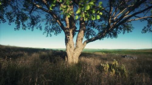 Videohive - African Landscape with a Beautiful Big Tree - 36662276 - 36662276