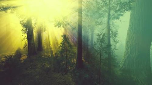 Videohive - Morning Fog in the Giant Sequoias Forest - 36662361 - 36662361