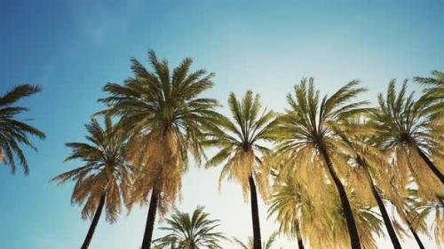 Videohive - View of the Palm Trees Passing By Under Blue Skies - 36662438 - 36662438