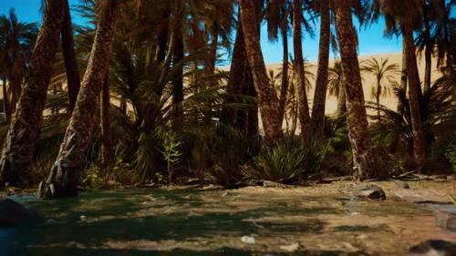 Videohive - Palm Trees in the Sahara Desert - 36662444 - 36662444