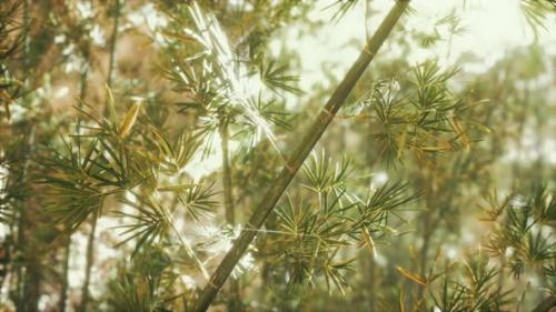 Videohive - Green Bamboo Forest in Fog - 36662927 - 36662927