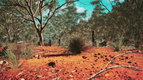 Videohive - Australian Bush with Trees on Red Sand - 36633607 - 36633607