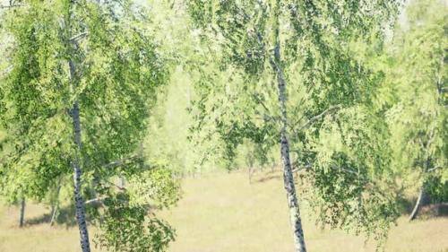 Videohive - Birch Forest in Sun Rays in the Mornings - 36633608 - 36633608