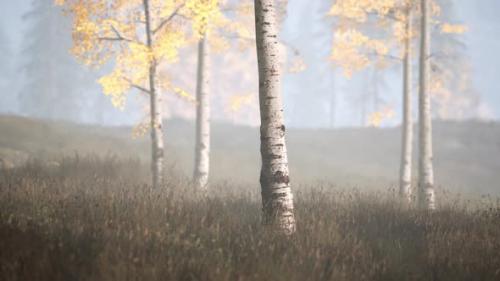 Videohive - Sunrise Fog in Birch Tree Forest - 36633610 - 36633610