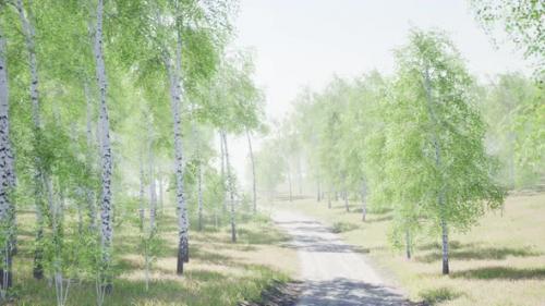 Videohive - Birch Forest in Sunlight in the Morning - 36633613 - 36633613