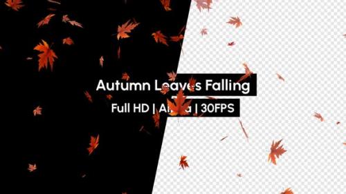 Videohive - Real Autumn Leaf Leaves Falling with Alpha - 36640023 - 36640023