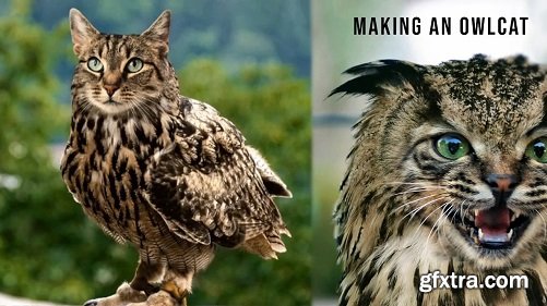 How to make an Owlcat in Adobe Photoshop