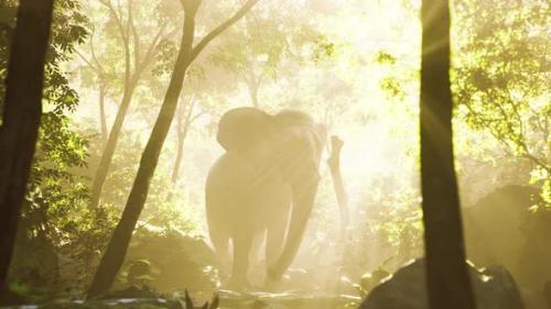 Videohive - Big Elephant Looking From a Green Jungle to the Camera - 36662733 - 36662733