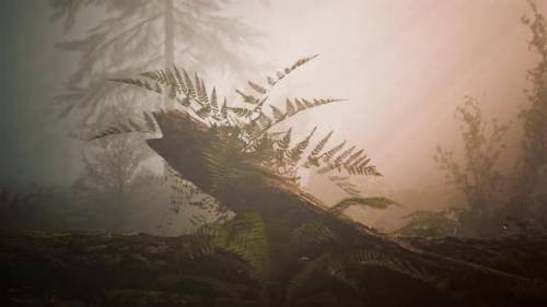 Videohive - Deep in the Forest on a Misty Morning - 36662779 - 36662779